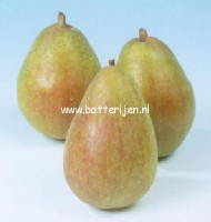 Pyrus communis 'Precoce de Trevoux'