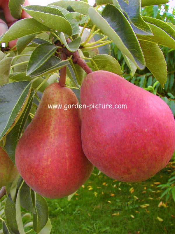 Pyrus communis 'Rode Williams' (85303)