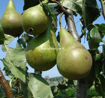 Pyrus communis 'Supertrevoux' Pyrus communis 'Supertrevoux'