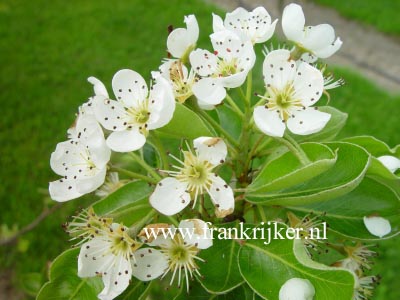 Pyrus communis 'Triomphe de Vienne'