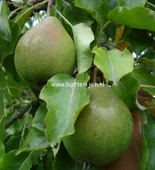 Pyrus communis 'Valse IJsbout' Pyrus communis 'Valse IJsbout'