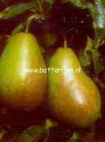 Pyrus communis 'Verdi'