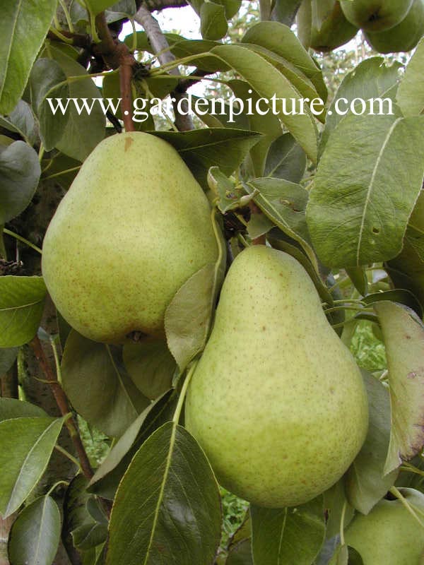 Pyrus communis 'Williams Bon Chretien'