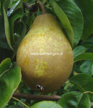 Pyrus communis 'Winterrietpeer'