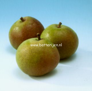 Pyrus communis 'Zoete Brederode'