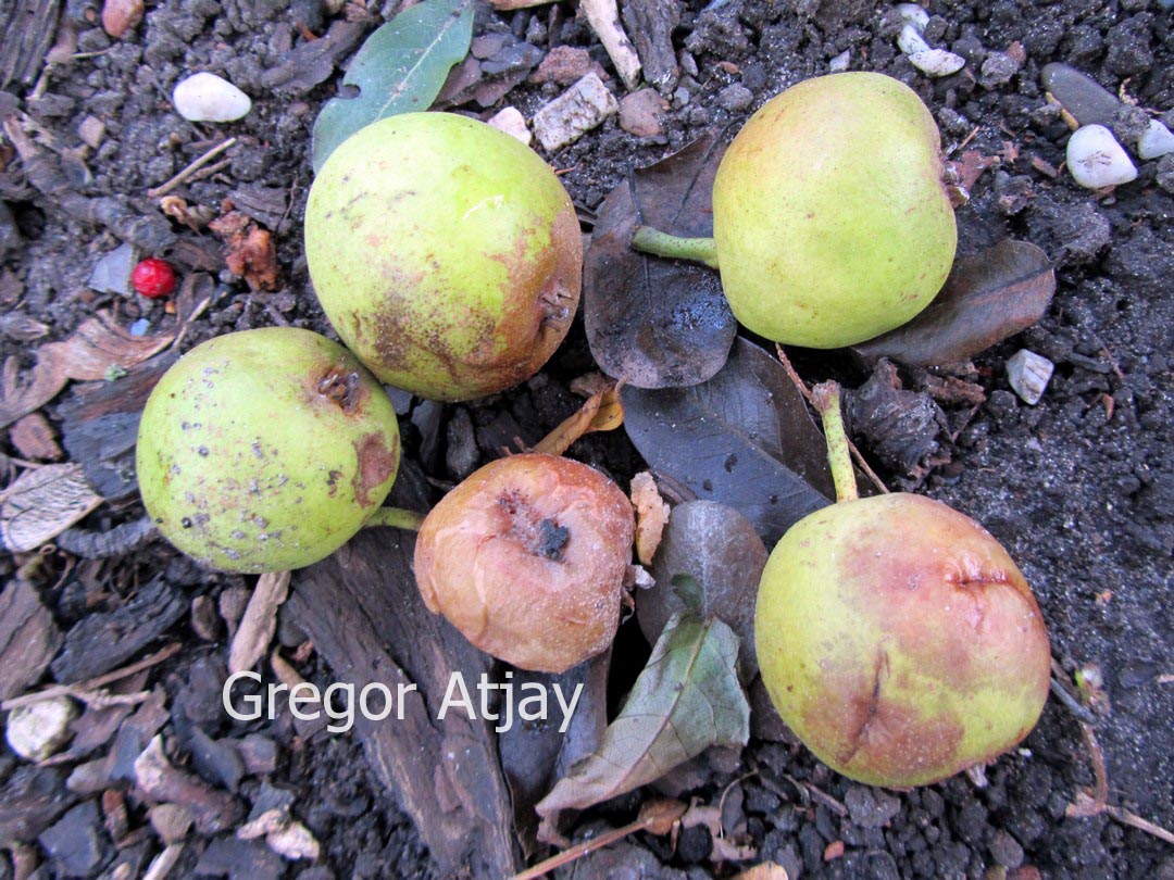 Pyrus nivalis