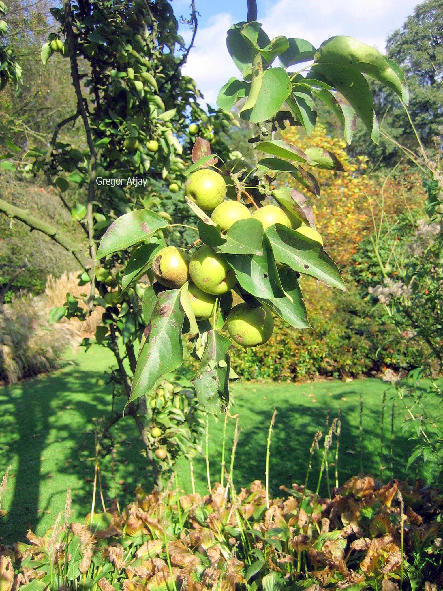 Pyrus pyrifolia (Nashi)