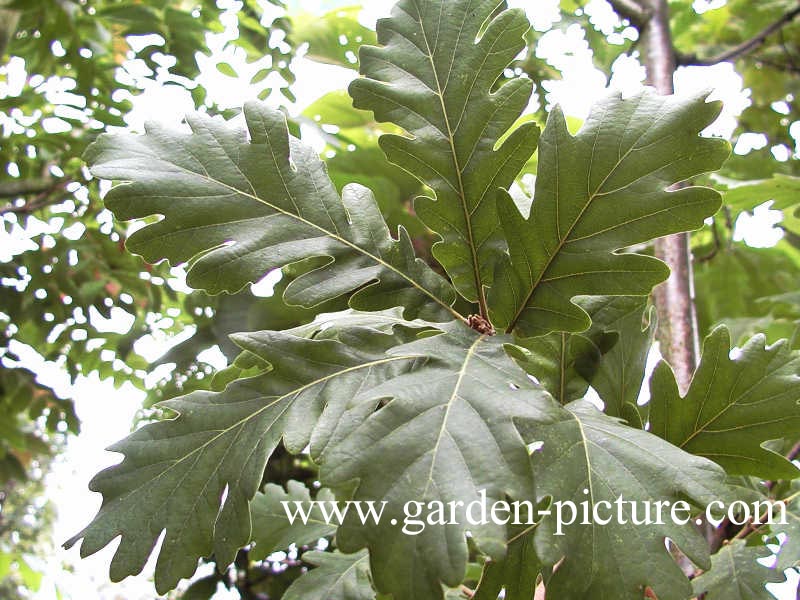 Quercus 'Macon'