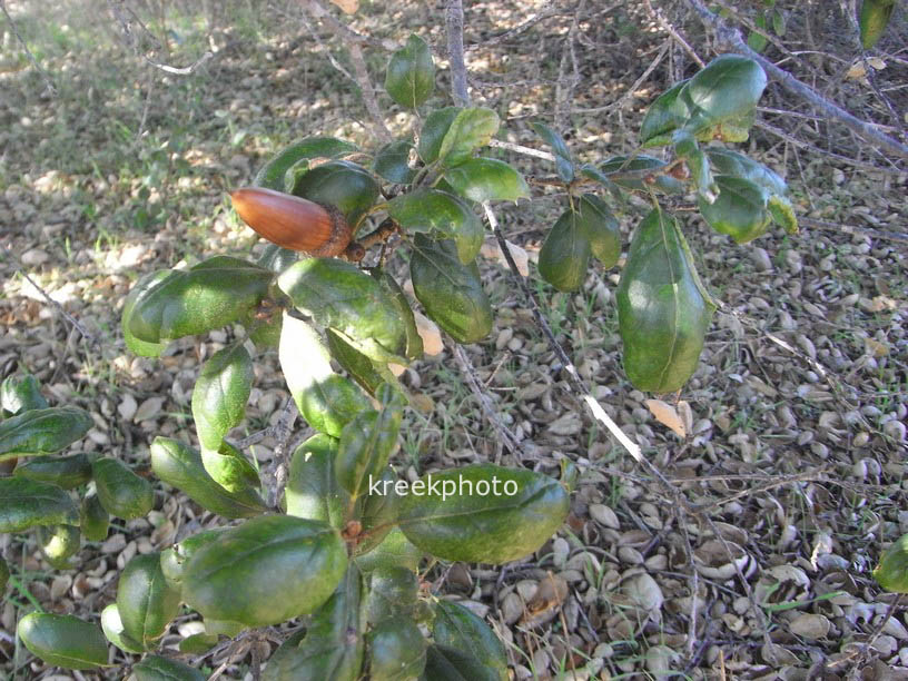 Quercus agrifolia
