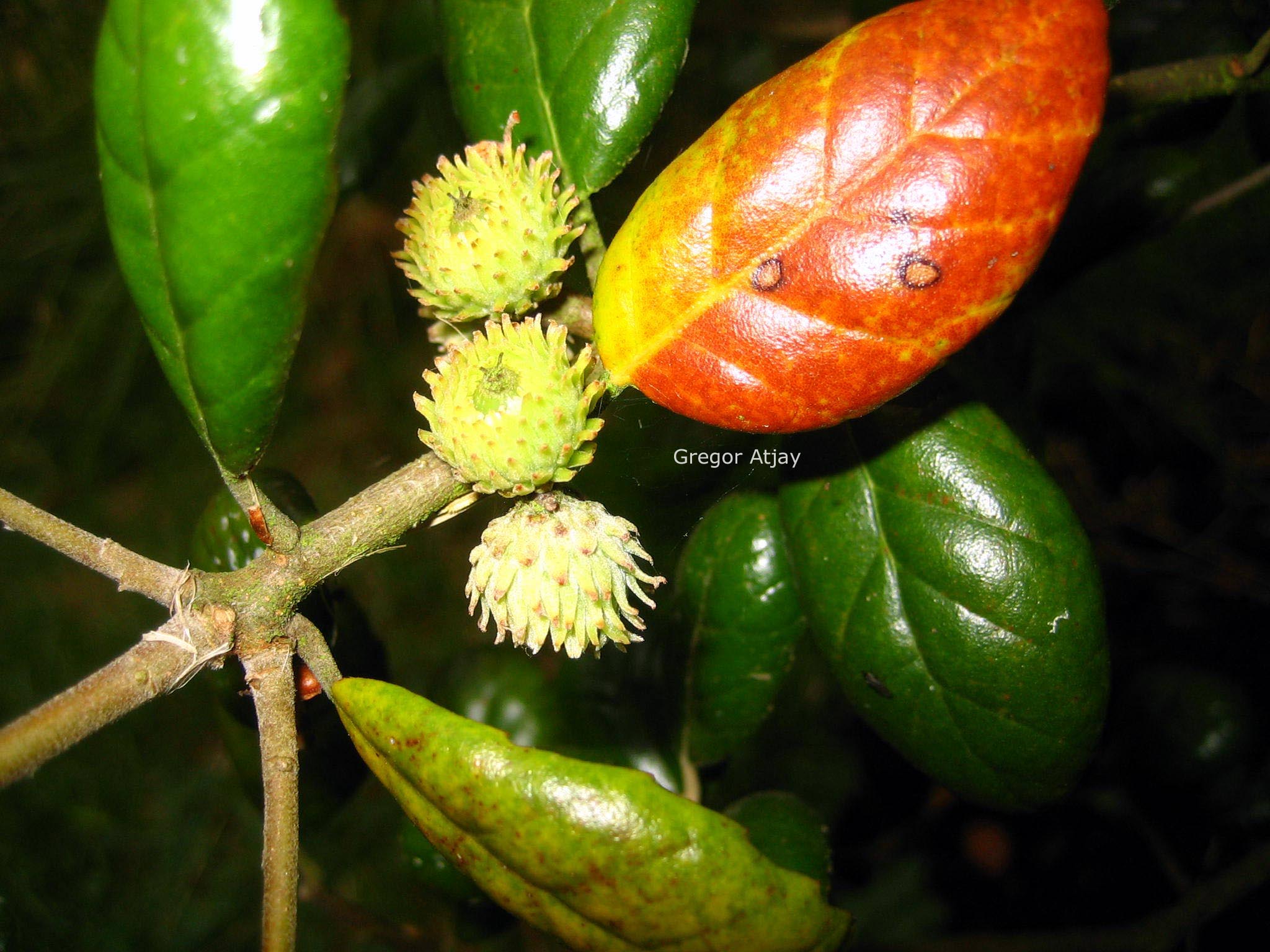 Quercus alnifolia