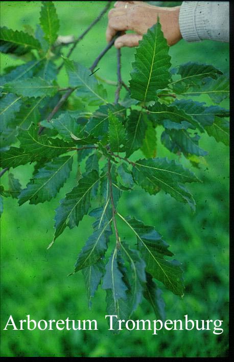 Quercus castaneifolia 'Green Spire' Quercus castaneifolia 'Green Spire'