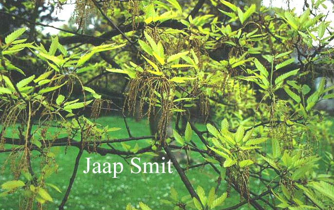 Quercus castaneifolia