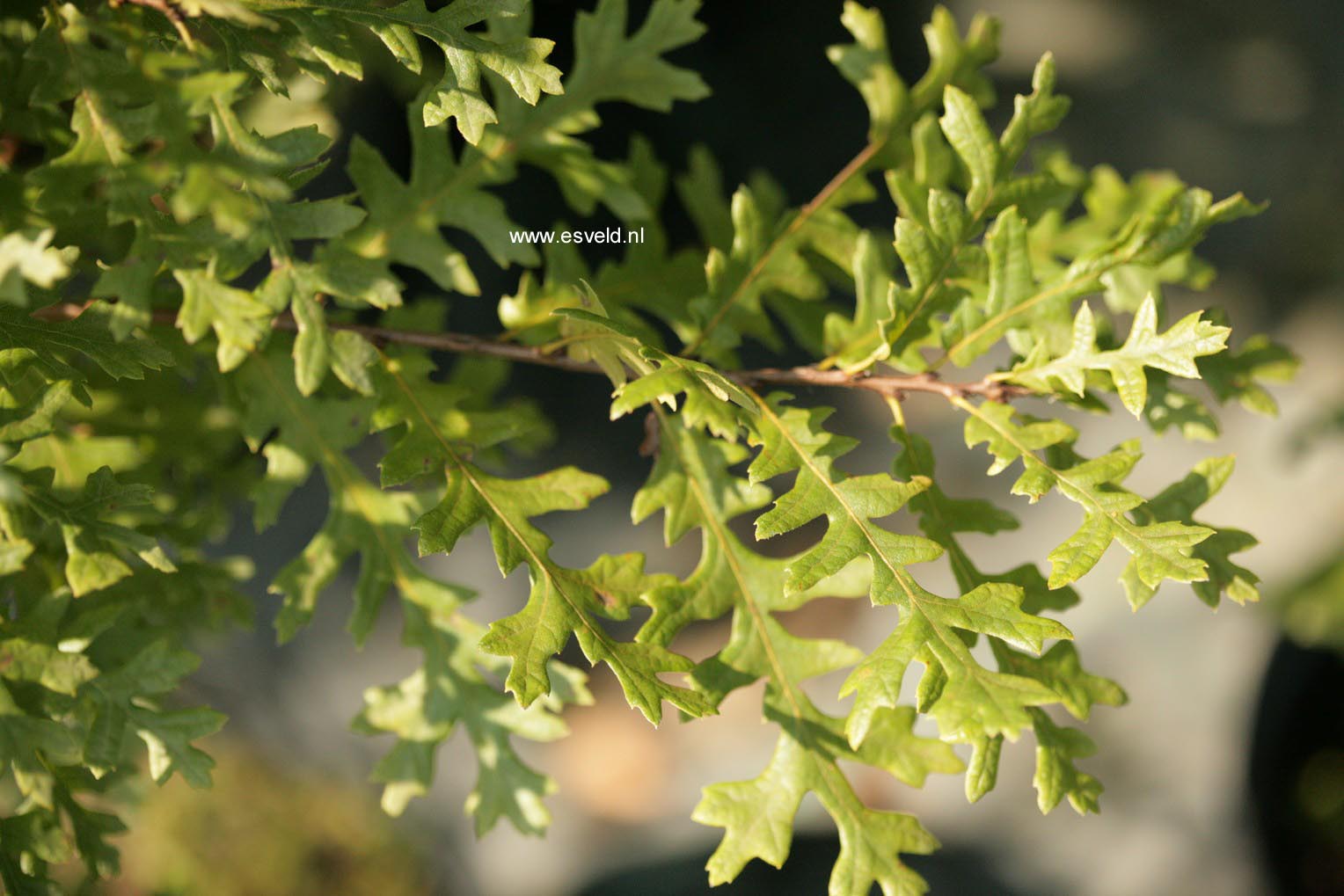 Quercus cerris 'Laciniata'