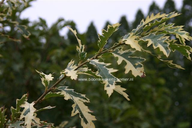 Quercus cerris 'Variegata'