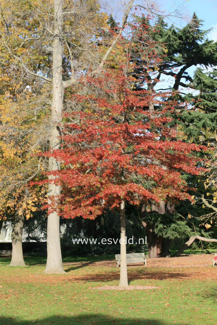 Quercus coccinea 'Splendens'