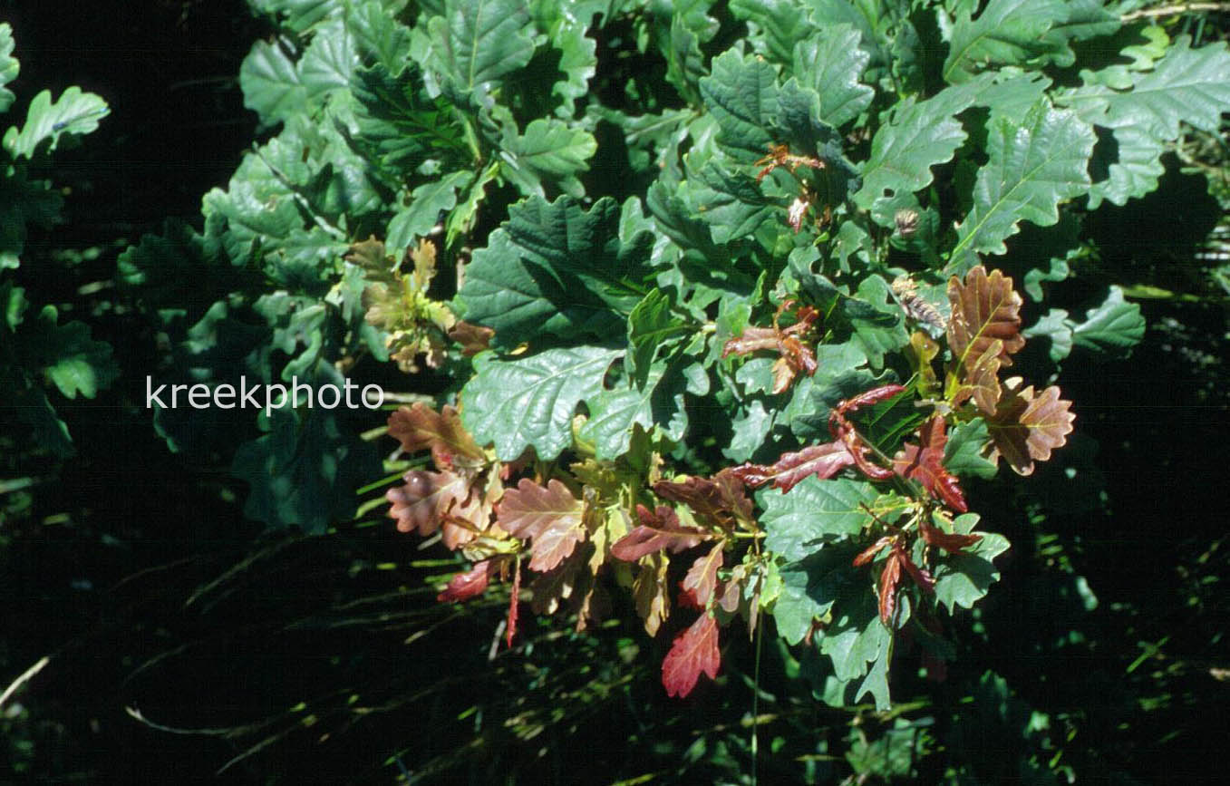 Quercus garryana