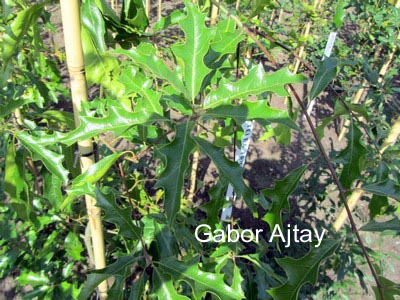 Quercus gravesii
