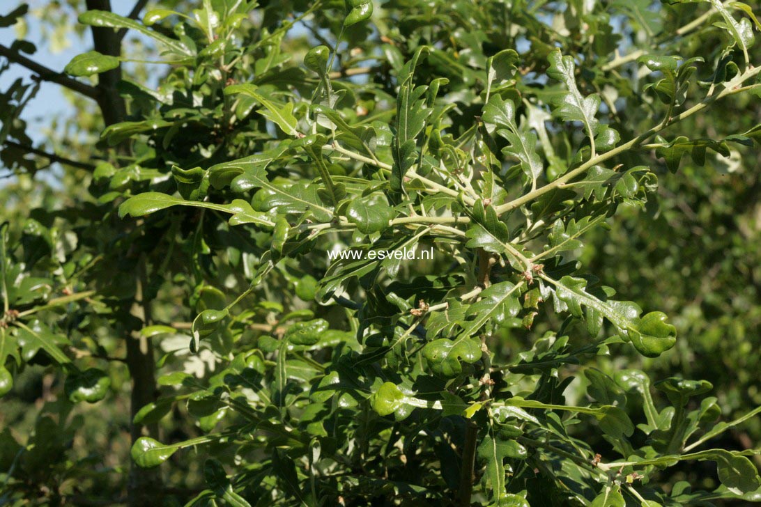 Quercus hispanica 'Diversifolia'