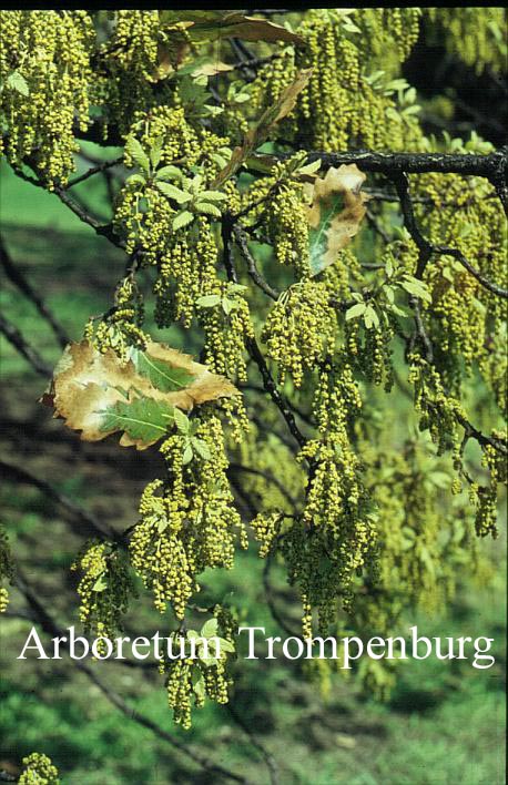 Quercus hispanica 'Lucombeana'