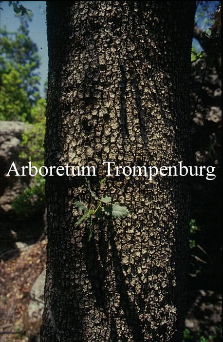 Quercus infectoria Quercus infectoria