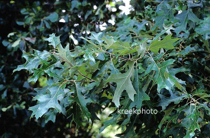 Quercus laevis