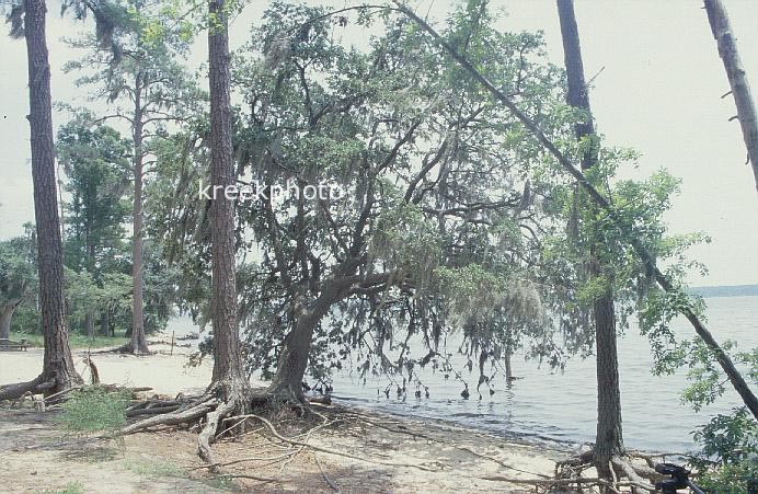 Quercus laurifolia