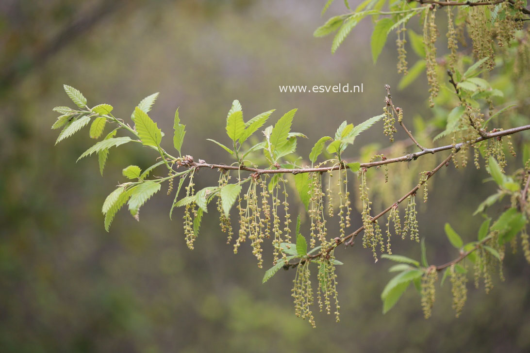 Quercus libanerris 'Rotterdam'