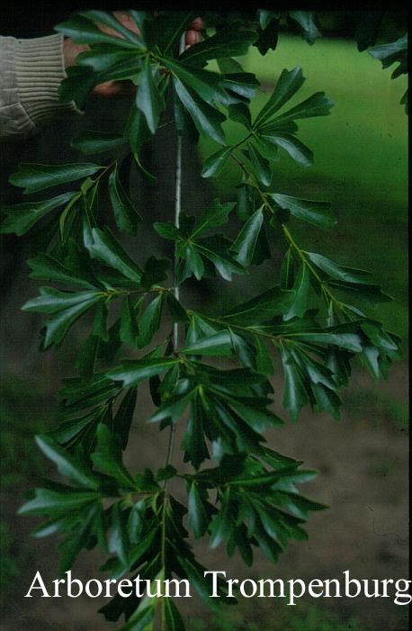 Quercus ludoviciana Quercus ludoviciana