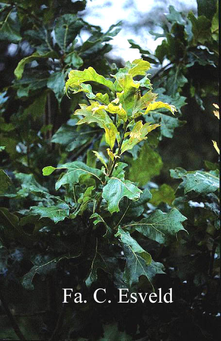 Quercus marilandica