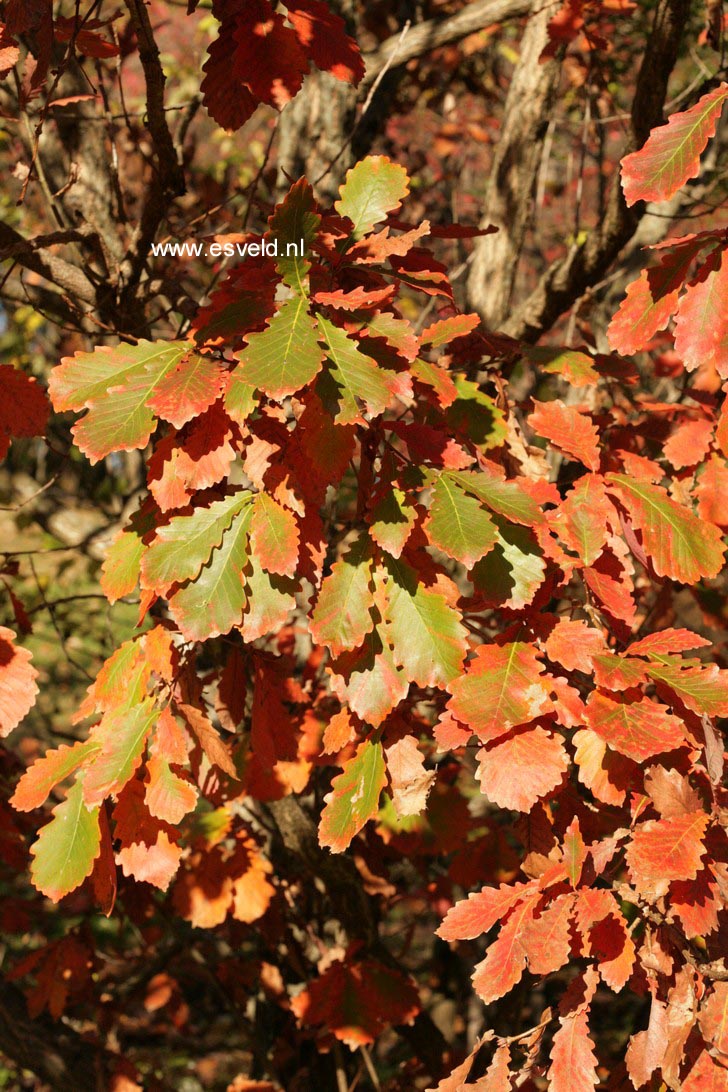 Quercus mongolica