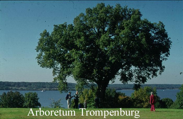 Quercus muehlenbergii