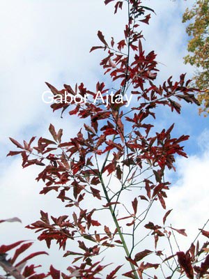Quercus pagoda