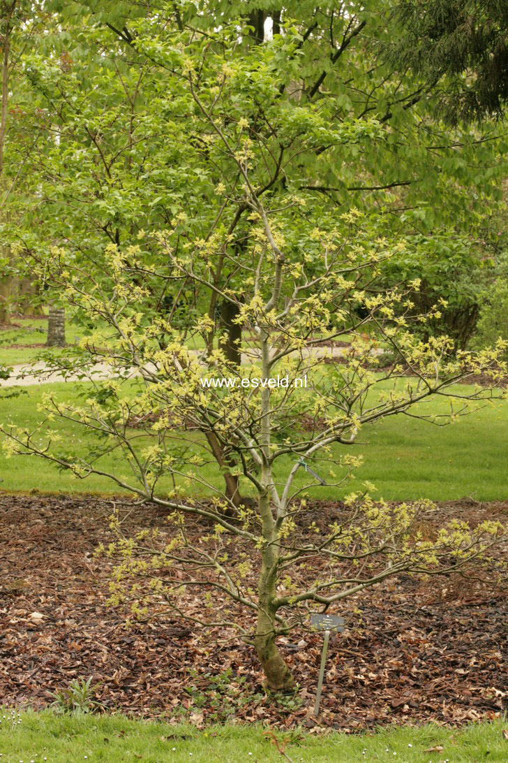 Quercus palustris 'Swamp Pygmy'