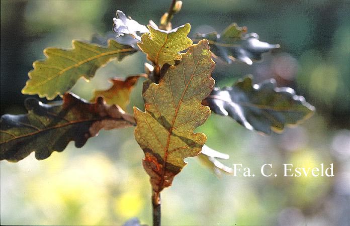 Quercus petraea 'Purpurea'
