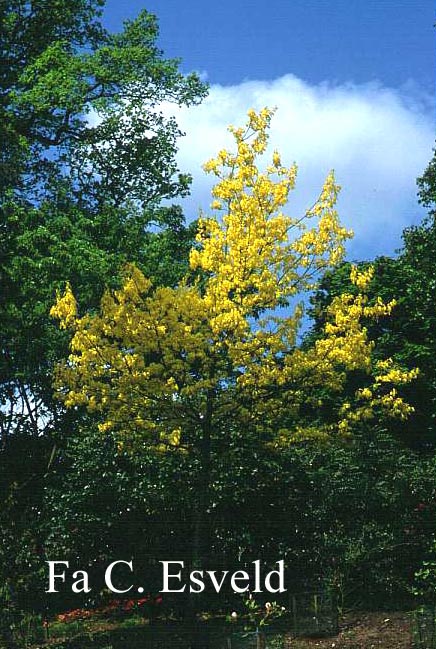 Quercus robur 'Concordia'