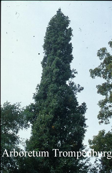 Quercus robur 'Cupressoides' Quercus robur 'Cupressoides'