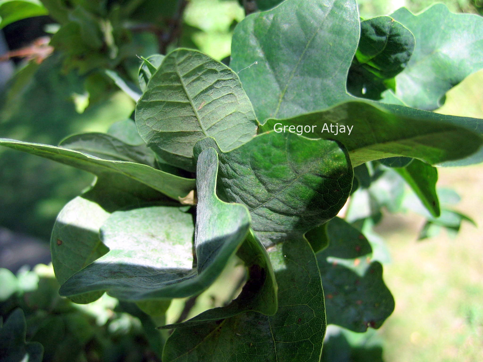 Quercus robur 'Facrist'