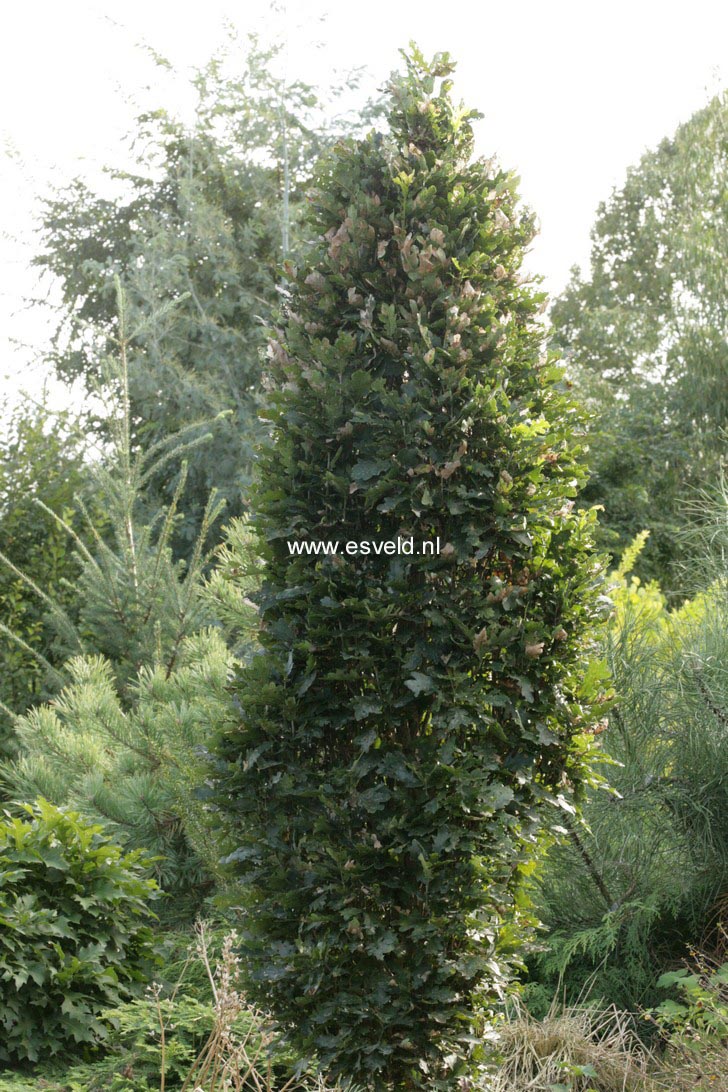 Quercus robur 'Menhir'