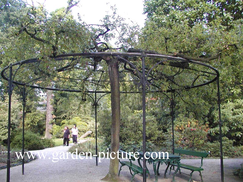 Quercus robur 'Pendula'