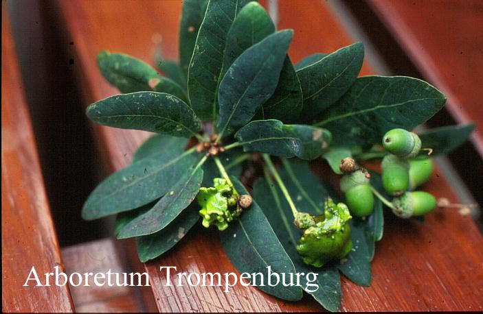 Quercus robur 'Salicifolia'