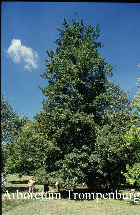 Quercus trojana Quercus trojana