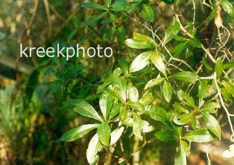 Quercus virginiana