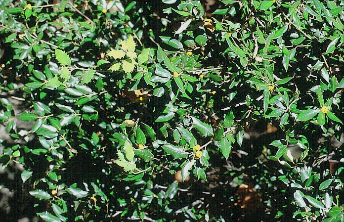 Quercus wislizenii Quercus wislizenii