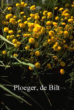 Ranunculus acris 'Multiplex'