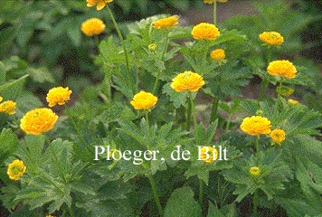 Ranunculus bulbosus 'Speciosus Plenus' Ranunculus bulbosus 'Speciosus Plenus'