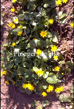 Ranunculus ficaria Ranunculus ficaria