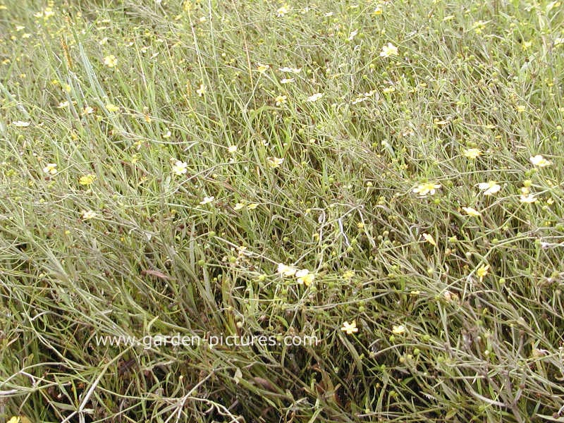 Ranunculus flammula