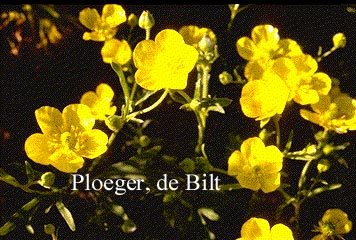 Ranunculus psilostachys