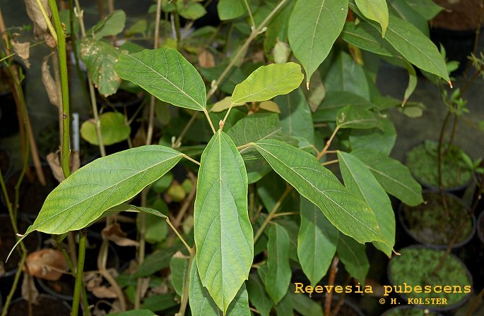 Reevesia pubescens (84811)