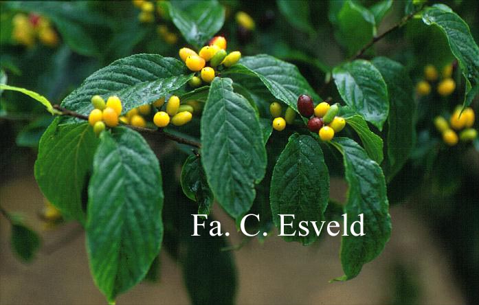 Rhamnella franguloides